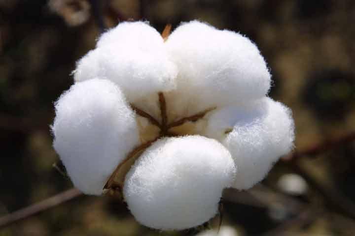 cotton-flower.jpeg